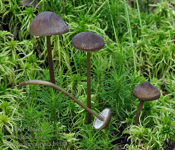 Mycena megaspora Brusk-huesvamp Rothätta