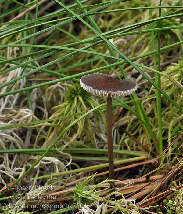 Mycena megaspora Kyyhkyhiippo Mycène grandes spores