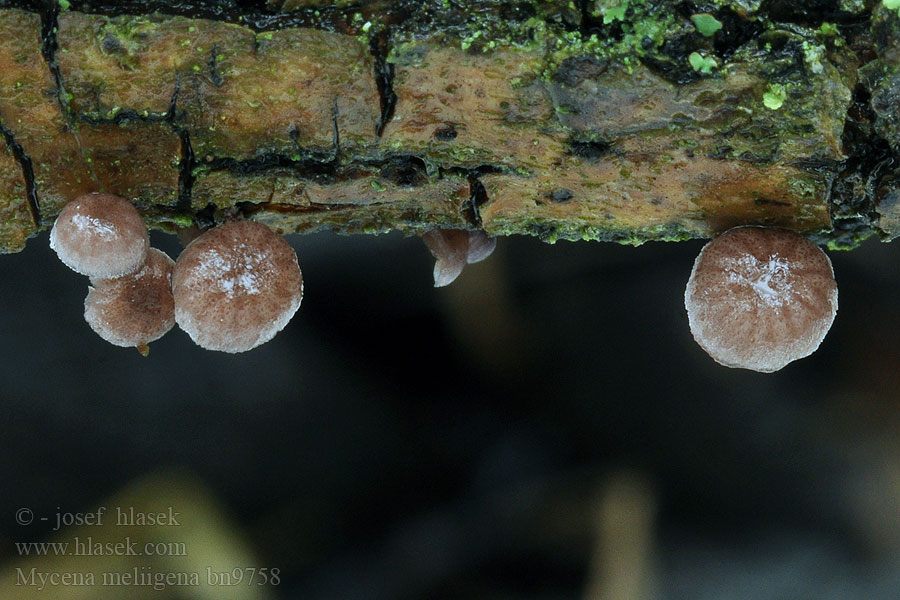 Mycena meliigena corticola Helmovka korová Fleischroter Helmlin