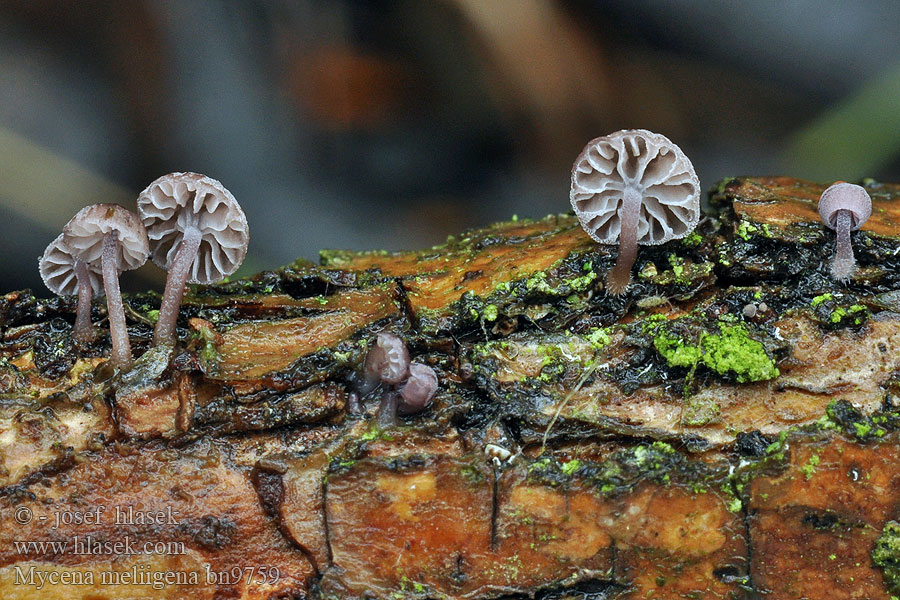 Mycena_meliigena_bn9759