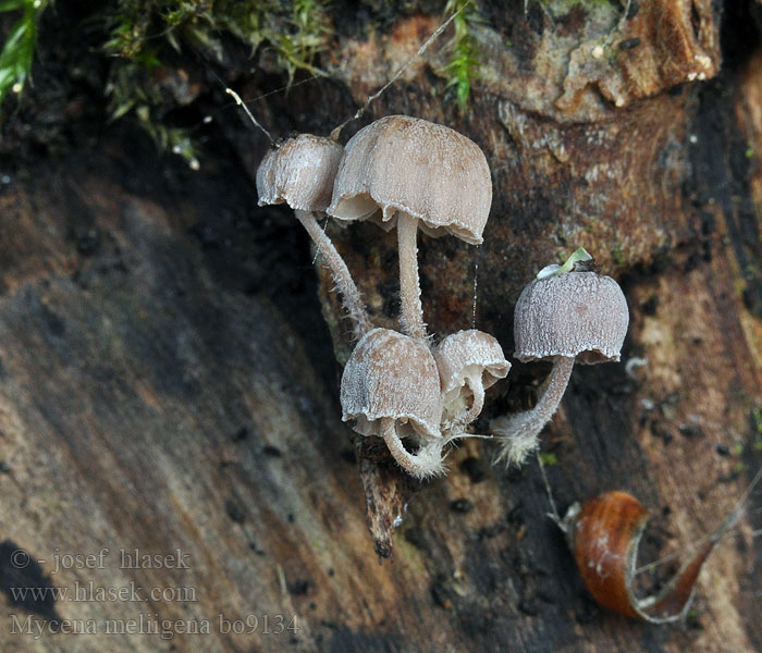 Mycena meliigena corticola Helmovka korová