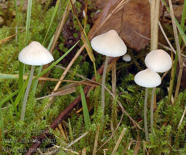 Mycena metata Helmovka kuželovitá Rødlig huesvamp