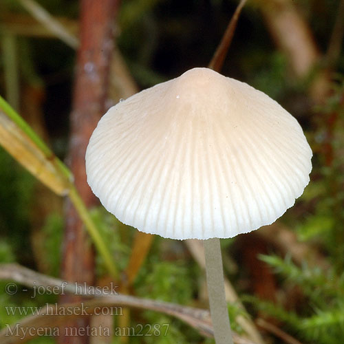 Mycène conique Dennenmycena Fleischbraunkegeliger Helmling