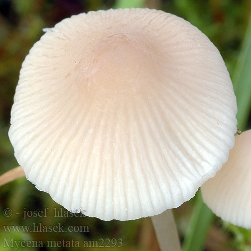 Mycena metata am2293