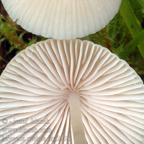 Mycena metata am2296