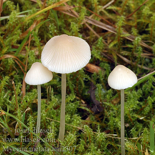 Dennenmycena Fleischbraunkegeliger Helmling Frosthette