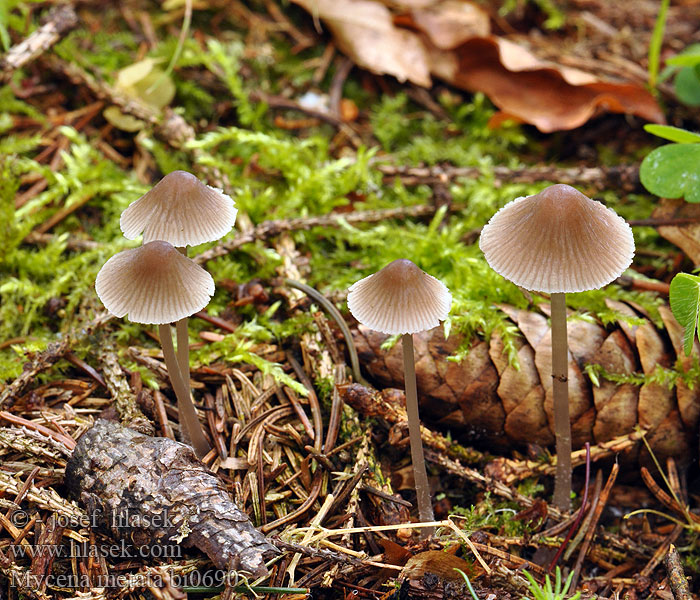 Mycena metata bi0690