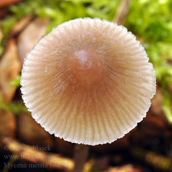 Frosthette Frosthätta Mycena metata Helmovka kuželovitá