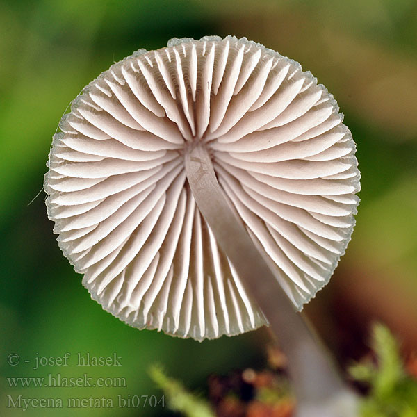 Frosthätta Mycena metata Helmovka kuželovitá