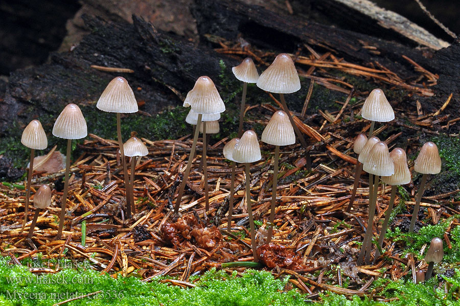 Helmovka kuželovitá Mycena metata