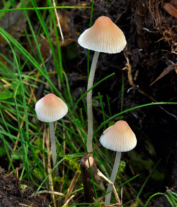 Fleischbraunkegeliger Helmling Frosthette Frosthätta Mycena metata