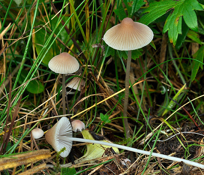 Hallahiippo Mycène conique Dennenmycena Mycena metata