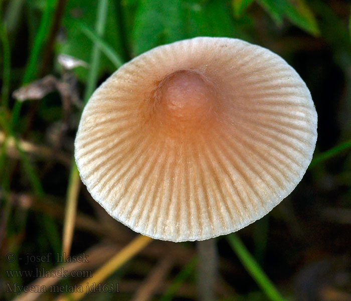 Helmovka kuželovitá Rødlig huesvamp Mycena metata