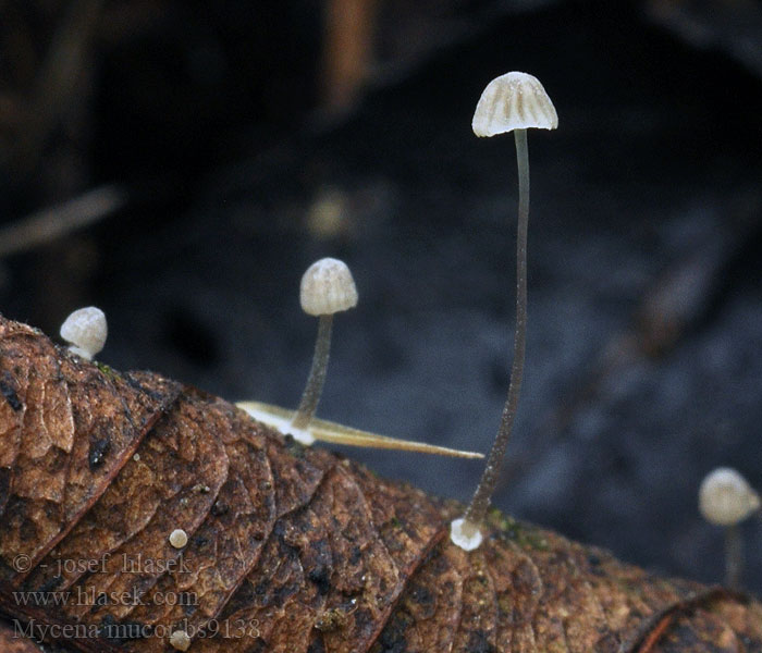 Mycena mucor Helmovka plísňovitá Gefalteter Scheibchen-Helmling