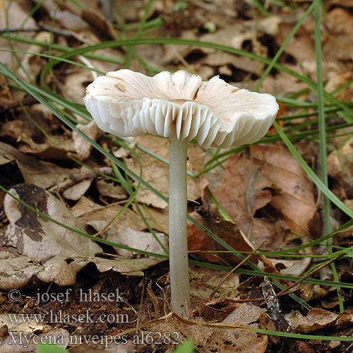 Mycena niveipes pseudogalericulata Helmovka sněhonohá