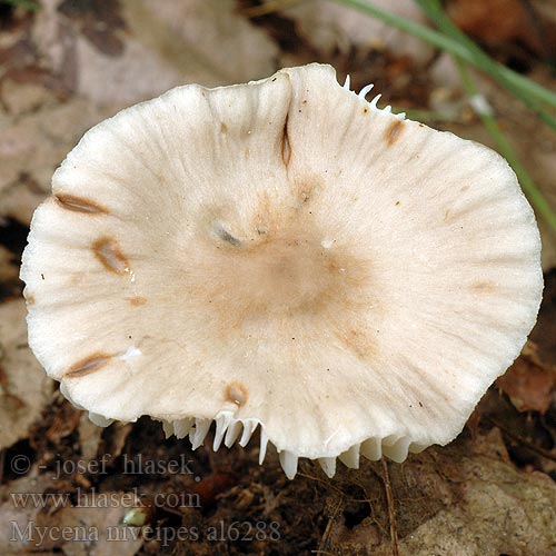 Mycena niveipes al6288