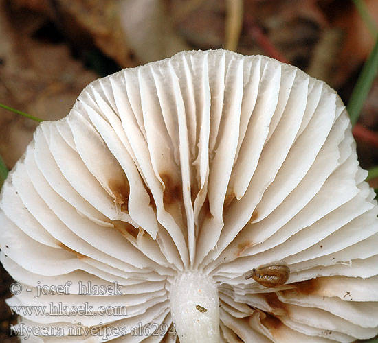 Mycena niveipes al6294