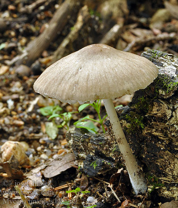 Mycena niveipes bk2239