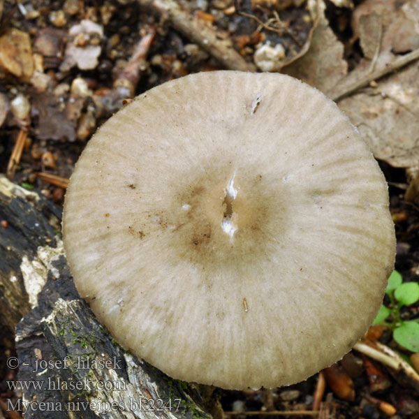 Mycena niveipes bk2247