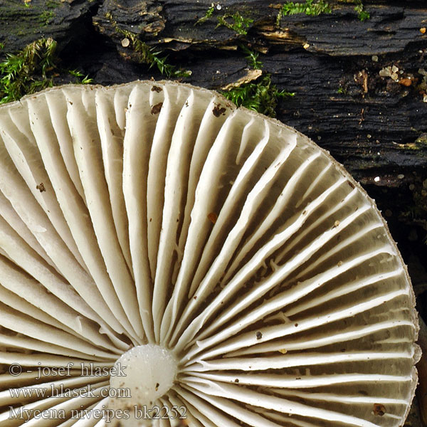 Vårhette Belobetna čeladica Mycena niveipes pseudogalericulata