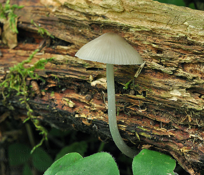 Helmovka sněhonohá Mycena niveipes