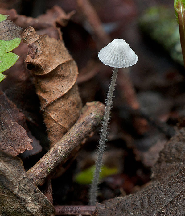 Mycena nucicola Helmovka lísková Nusshelmling