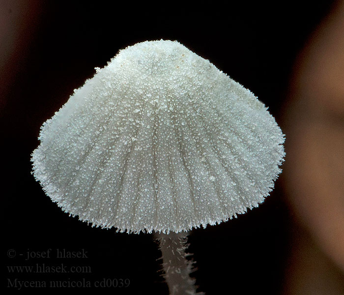 Helmovka lísková Nusshelmling Mycena nucicola