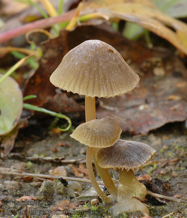 Мицена оливково-окаймленная Brownedge Bonnet Mycena olivaceomarginata