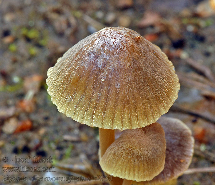 Bruinsnedemycena Grzybówka oliwkowoostrzowa Brunægget Huesvamp Mycena olivaceomarginata