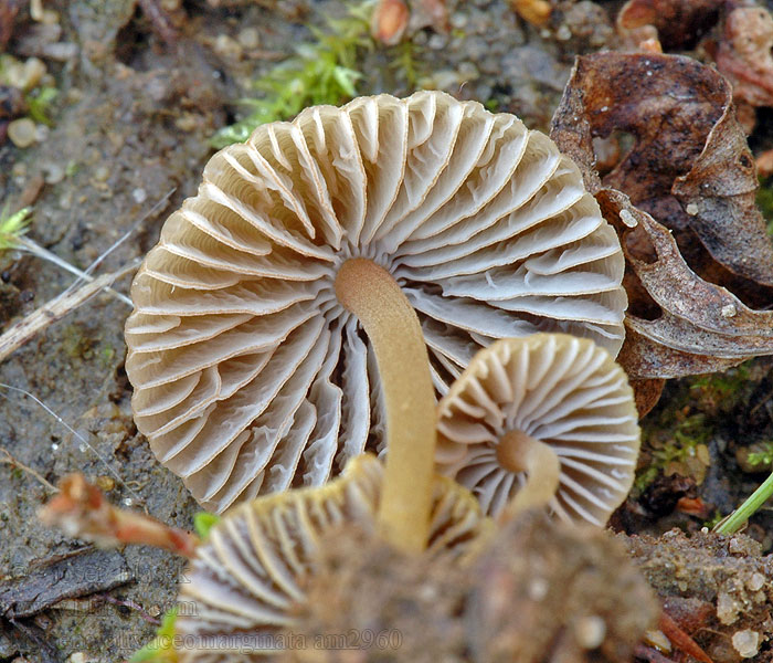 Helmovka hnědobřitká Braunschneidiger Wiesenhelmling Mycena olivaceomarginata