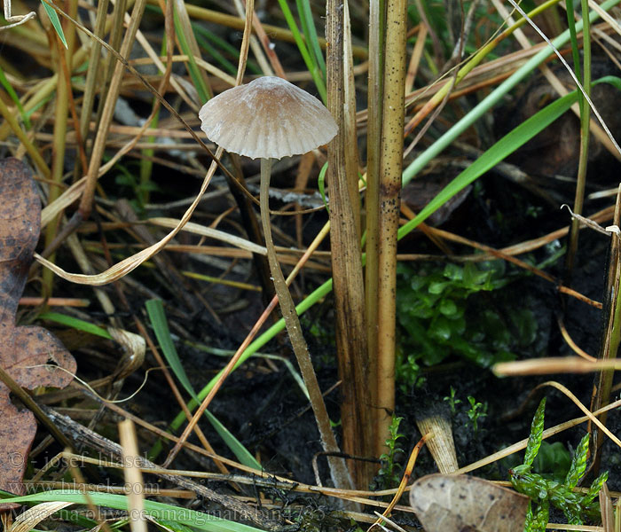 Mycena olivaceomarginata Braunschneidiger Wiesenhelmling