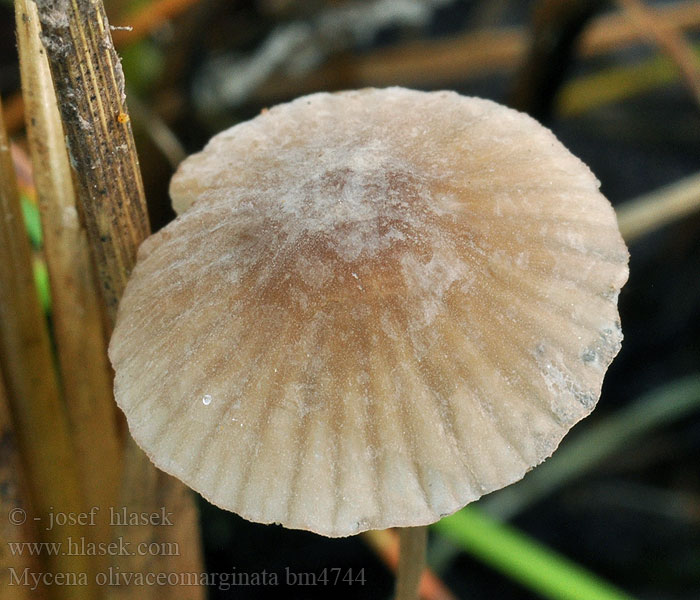 Mycena olivaceomarginata Heinähiippo Mycène arête olive