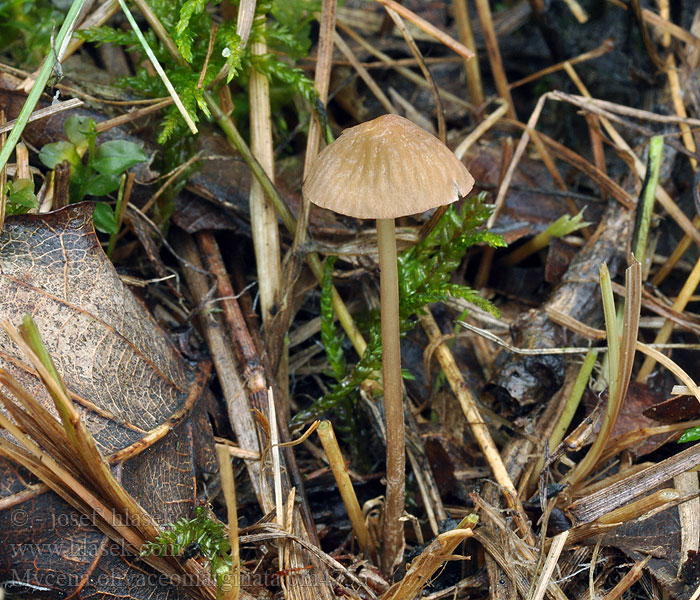 Mycena olivaceomarginata Brunkanthette Brownedge Bonnet