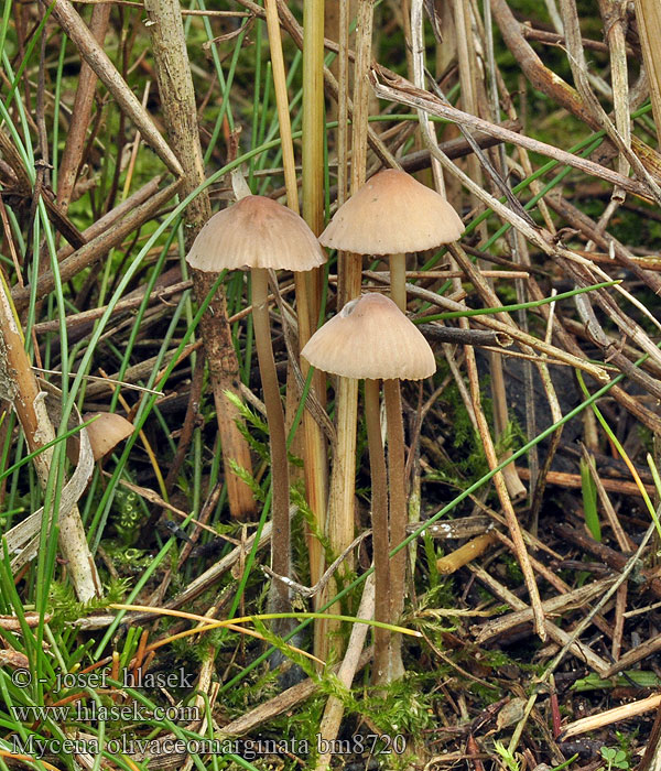 Mycena olivaceomarginata Helmovka hnědobřitká Bruinsnedemycena