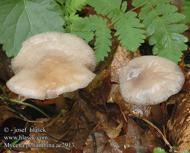 Mycena pelianthina Helmovka zoubkatá Grzybówka gołębia