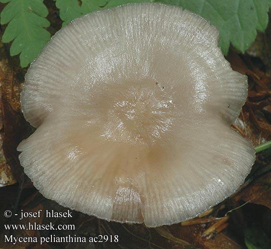 Mycena pelianthina Mycène hêtre arête violette pélianthine