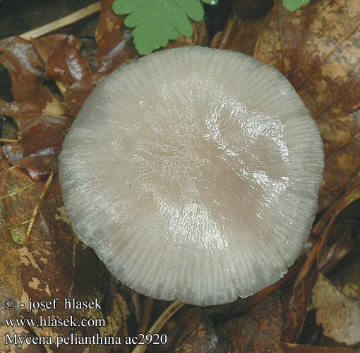 Mycena pelianthina Dunkelschneidiger Helmling