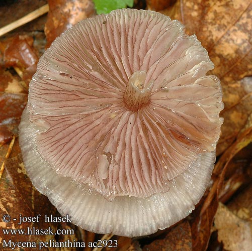 Mycena pelianthina Purpersnedemycena Blackedge Bonnet