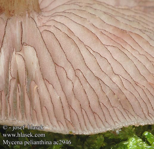Mycena pelianthina Blackedge Bonnet Mørkægget huesvamp