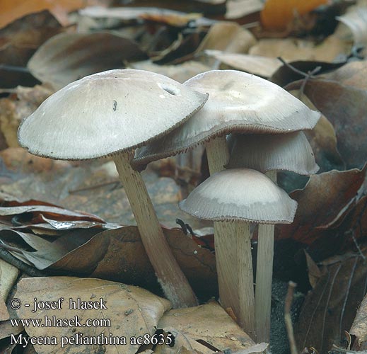 Mycena pelianthina Grzybówka gołębia