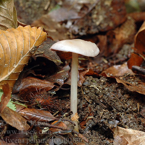 Mycena pelianthina al9189