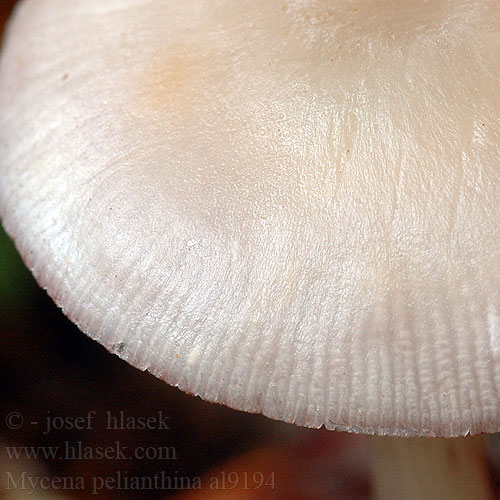 Mycena pelianthina al9194