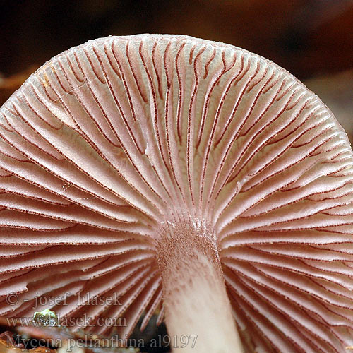 Mycena pelianthina al9197