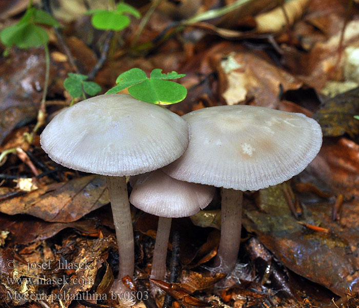 Mycena pelianthina Mycène hêtre arête violette pélianthine