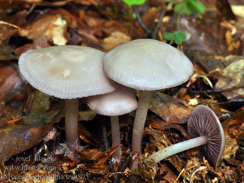 Mycena pelianthina Helmovka zoubkatá