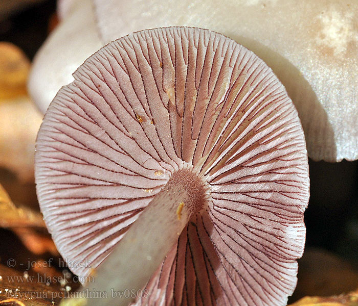 Helmovka zoubkatá Mycena pelianthina