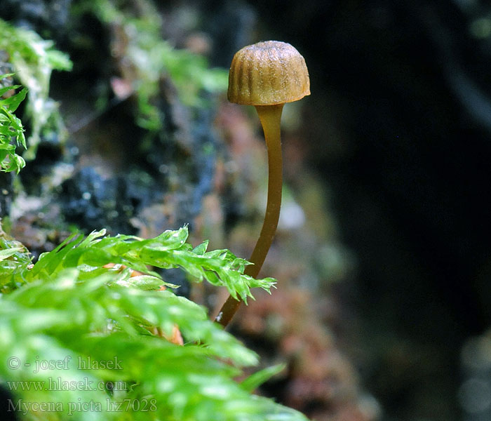 Mycena picta Xeromphalina Helmovka širokolupenná