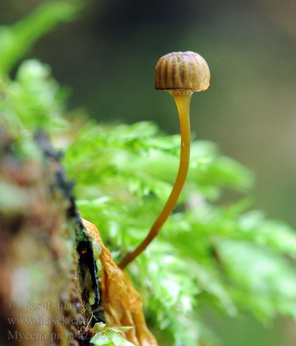 Mycena picta Sylinderhette Grzybówka złotobrzega