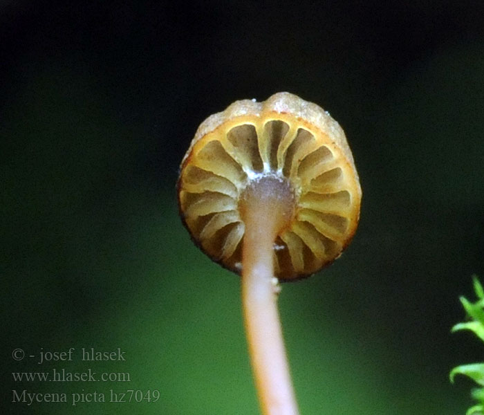 Mycena picta Kantet huesvamp Mycène peint Sylinderhette