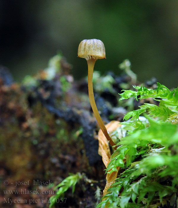 Mycena picta Мицена точечная Cryptic bonnet